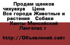 Продам щенков чихуахуа  › Цена ­ 10 000 - Все города Животные и растения » Собаки   . Ханты-Мансийский,Лангепас г.